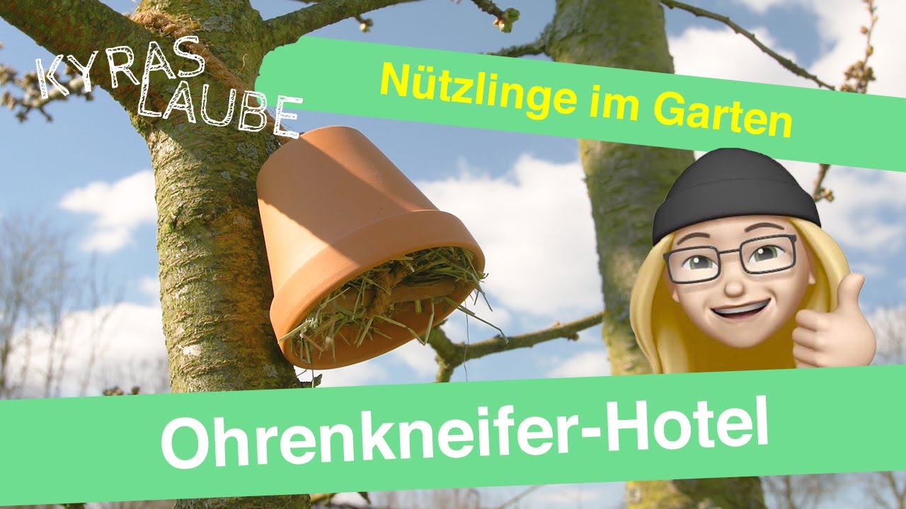 Schnell und einfach: Ein Ohrenkneifer-Hotel selber machen