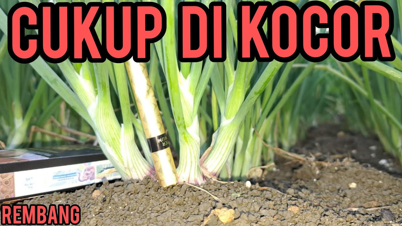 PETANI YANG SATU INI PATUT DI JADIKAN ACUHAN UNTUK PETANI BAWANG MERAH