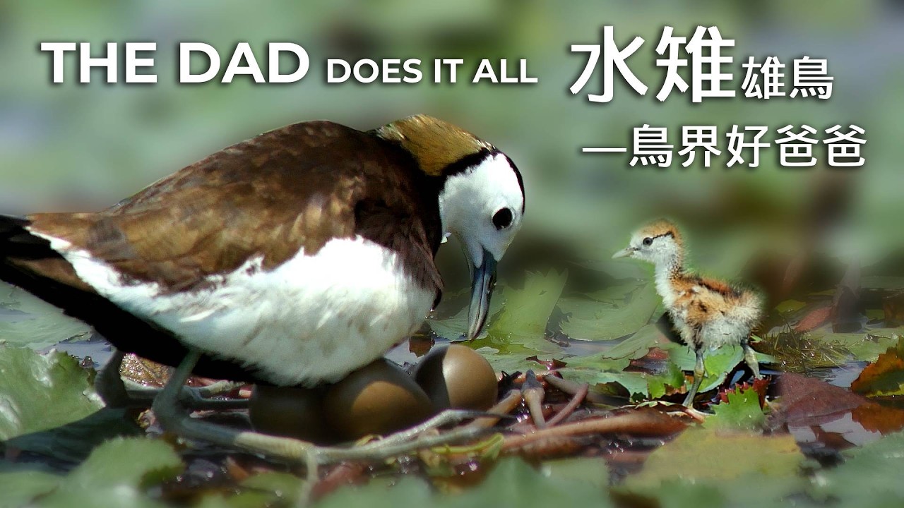 負擔養兒育女之責的水雉爸爸｜The Jacana: A Bird Father Who Does It All