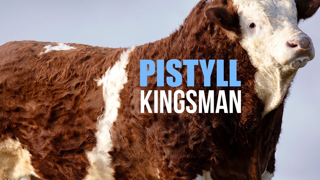 PISTYLL KINGSMAN - SIMMENTAL BULL