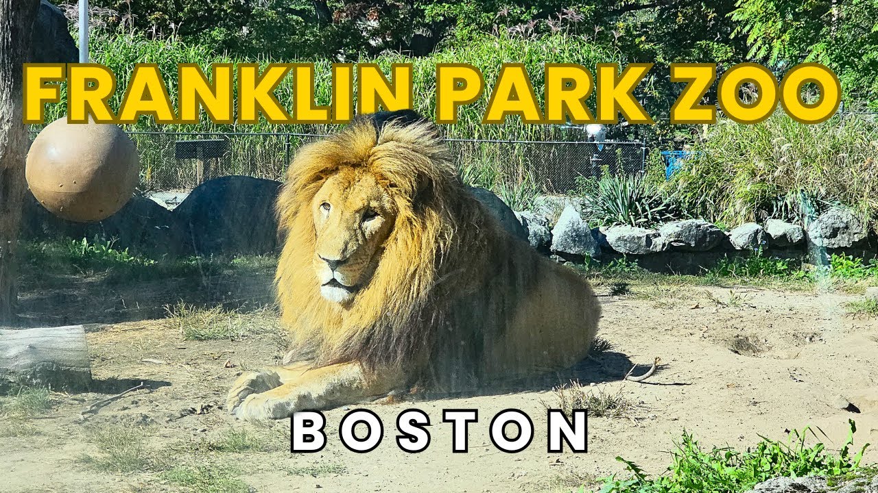 Zoo New England - Franklin Park Zoo Boston Full Tour 2025