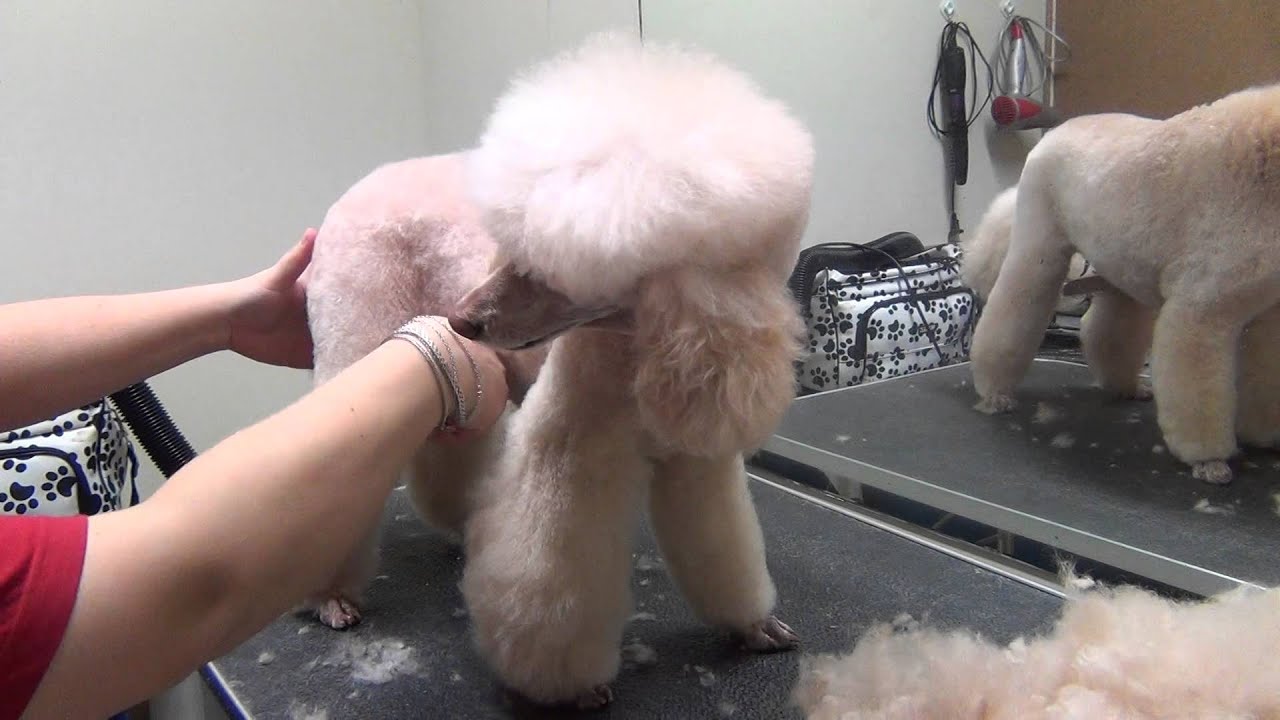 Pet grooming Vol.4, www.chanson.ee