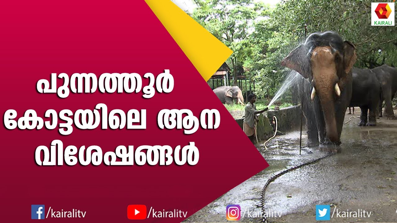 കേരളത്തിലെ എത്ര ആനകൾക്ക് ഈ ഭാഗ്യമുണ്ട് |E4 elephant | Guruvayoor kesavan