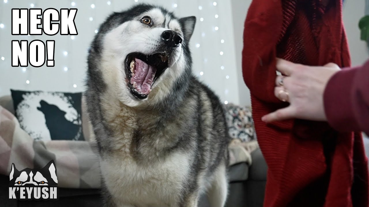 My Husky is NOT Happy About THIS!!