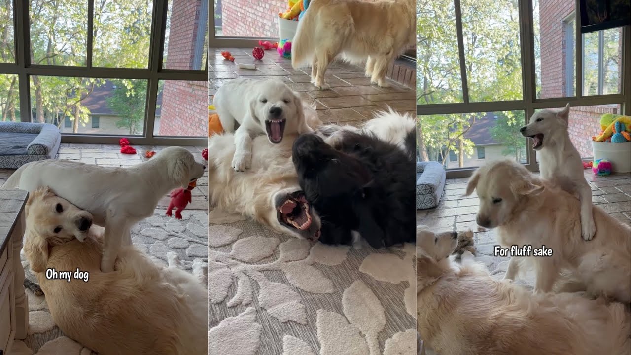 Golden Retriever Puppy Shenanigans