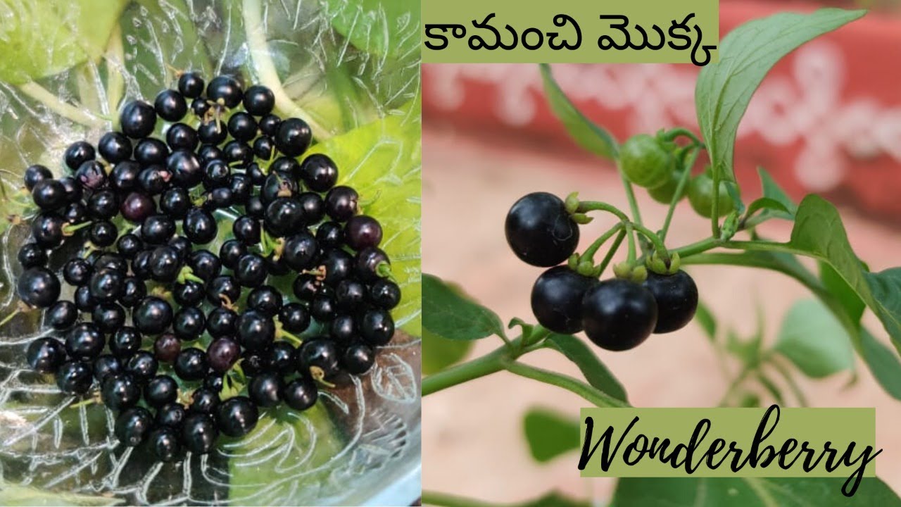 మా తోటలో కామాక్షి ఔషధ మొక్క,నేను చేసిన కామంచి గ్రీన్ టీ 🍵 Wonderberry/Solanum Nigrum Harvest 🍒