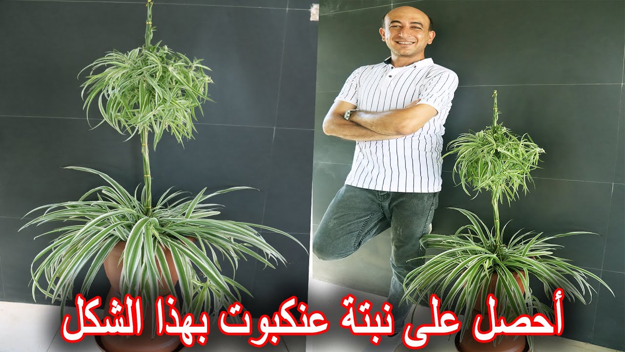فكرة عنكبوتية لزراعة نبتة العنكبوت