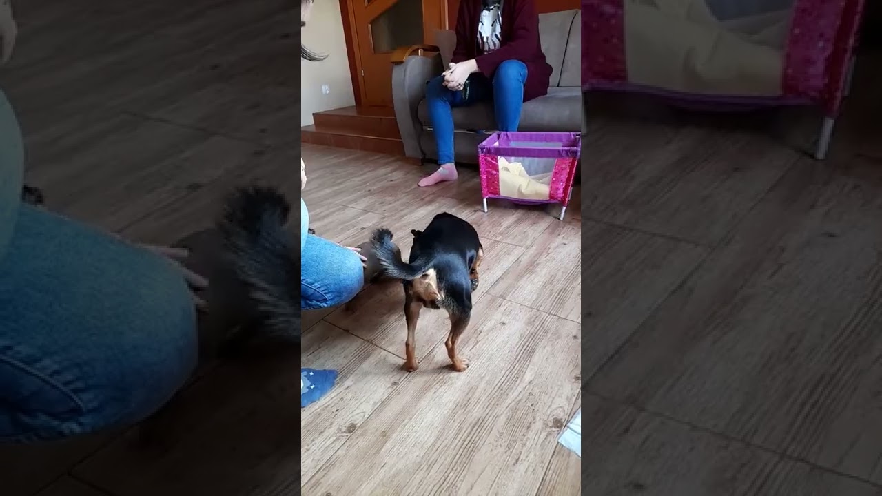 Pinczer miniaturowy Bajt - nowy członek rodziny 😇🐶