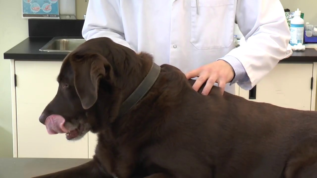 Administration de médication sous-cutanée à un animal de compagnie