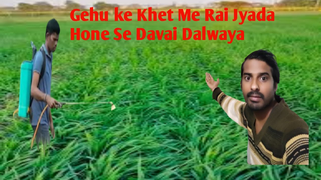 Gehu ke Khet Me Rai Jyada Hone Se Davai Dalwaya!!