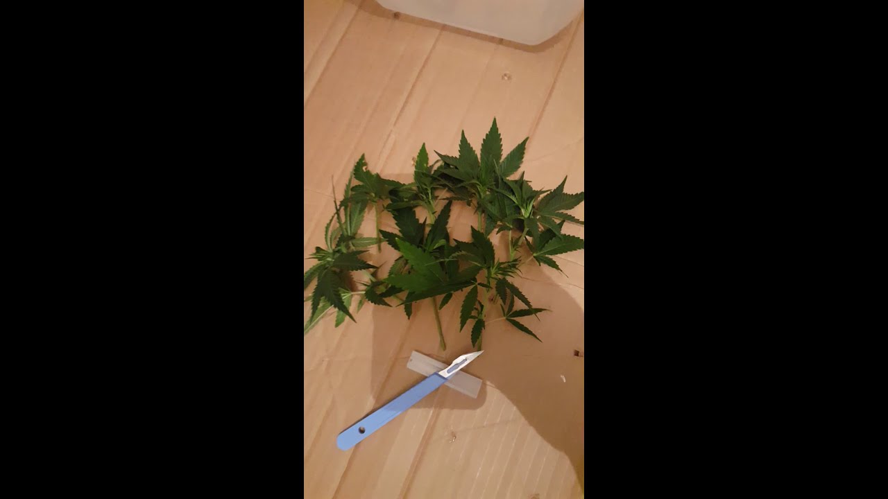 Pineapple og kush 1st cut 2nd gen cuts update