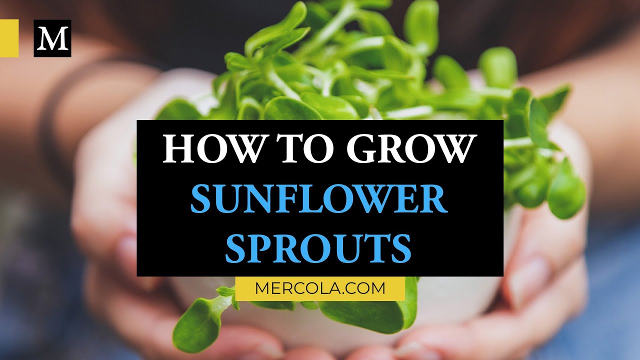 How to Grow Sunflower Sprouts