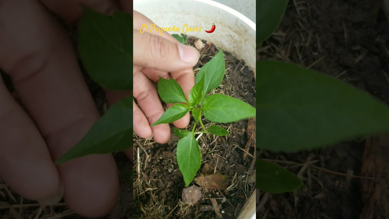 &iquest;c&oacute;mo PODAR las PLANTAS O plantitas de CHILE? 🌶