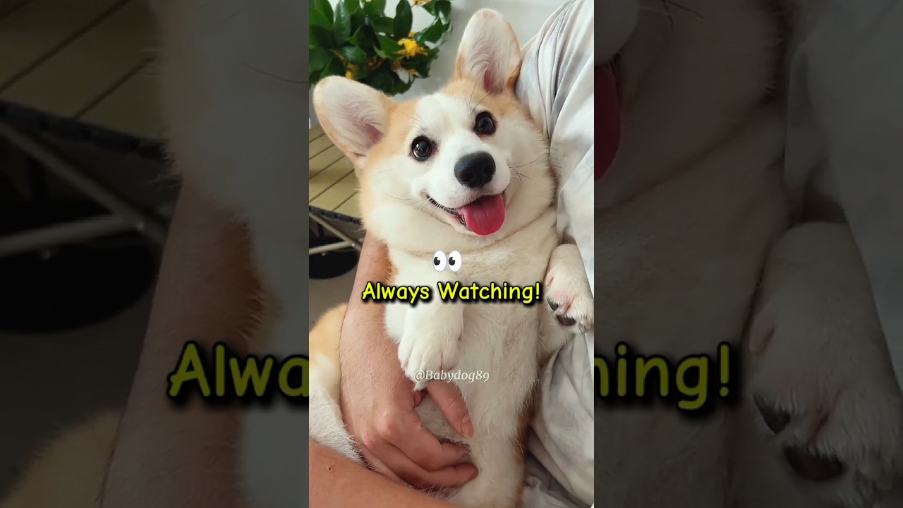 Why Corgis Notice Everything 🧠🐾 
