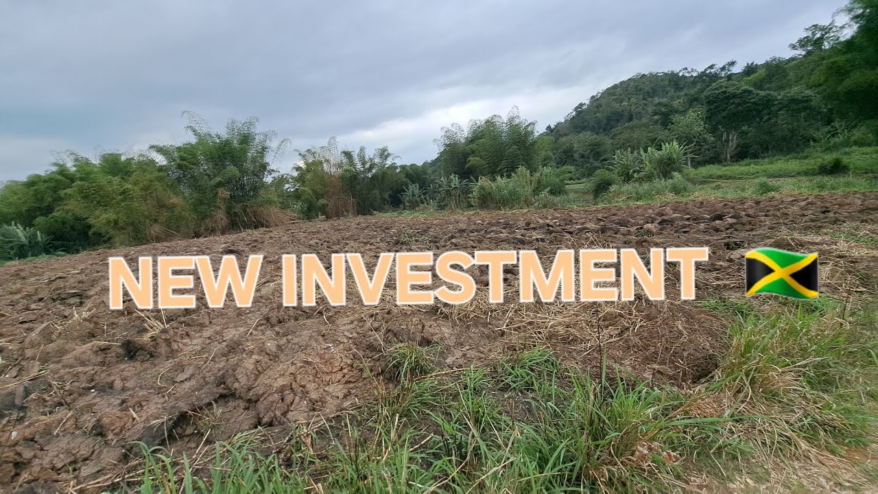 Land Rush! Unleashing the Next Investment Wave  in St.Ann, Jamaica  🇯🇲