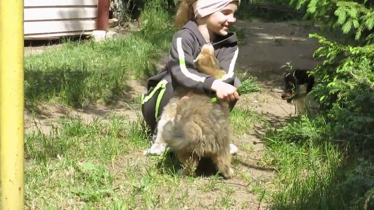 2023-06-04-Яна, 5 лет, и щенок колли Мартин, 8 недель