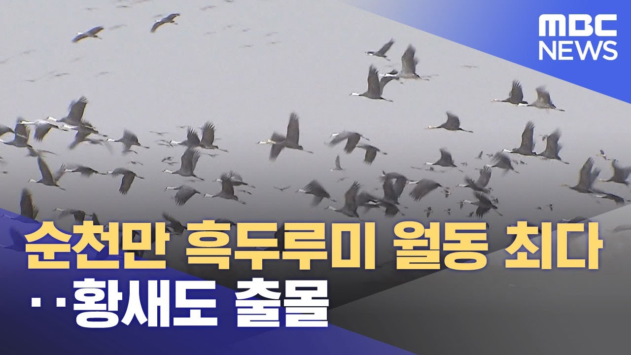순천만 흑두루미 월동 최다‥황새도 출몰 (2025.12.01/뉴스투데이/MBC)