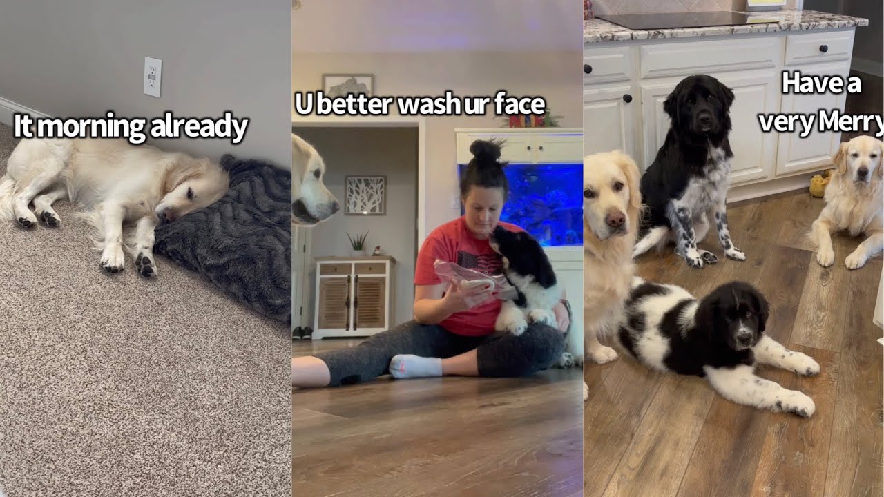 Christmas Eve Shenanigans With My Dogs