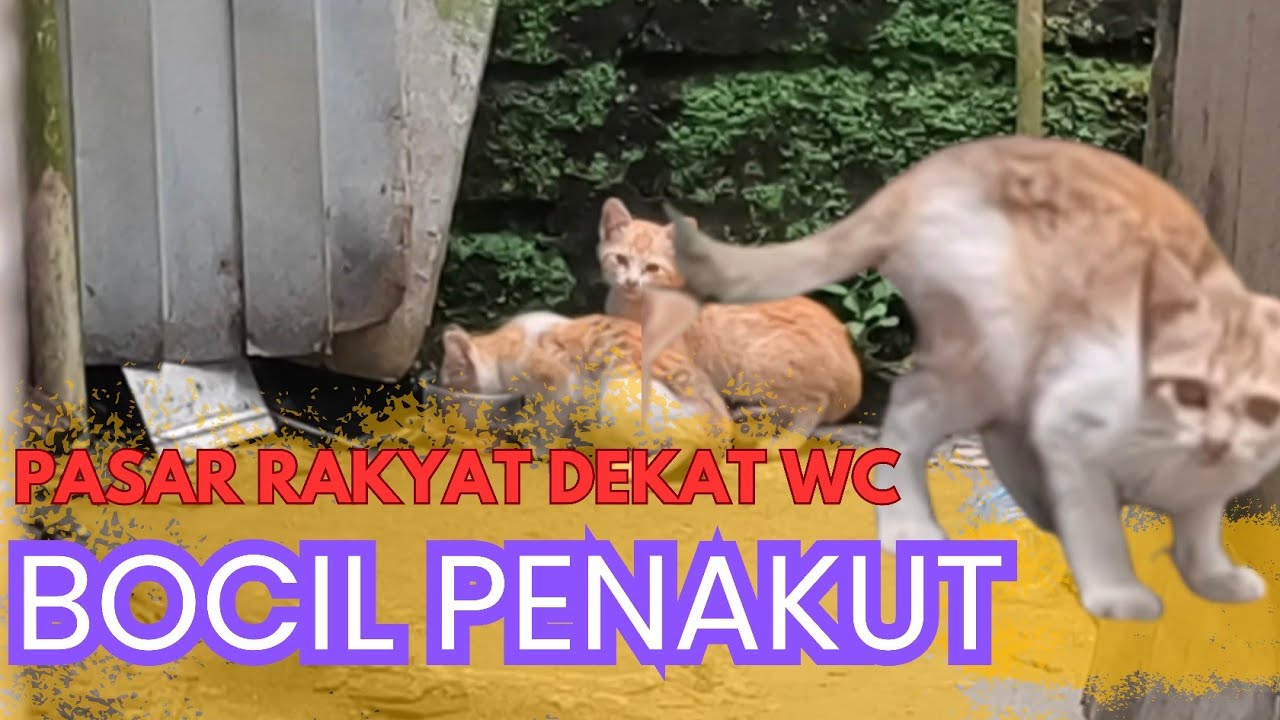 DUA BOCIL PENAKUT #cat #kucingliar 