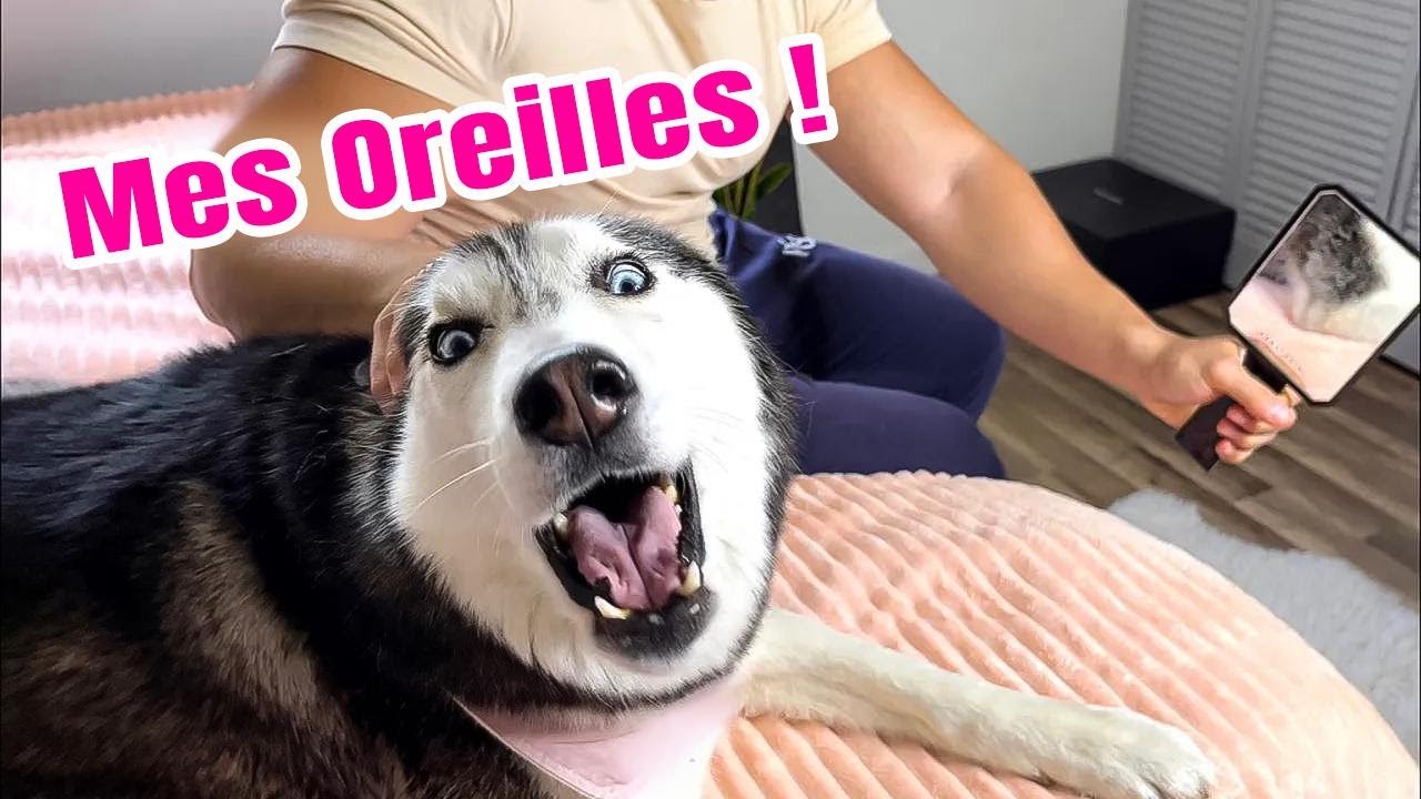 On a dit à notre Husky parlant que ses oreilles avaient disparu ! (Elle s'énerve !) 😱🤣