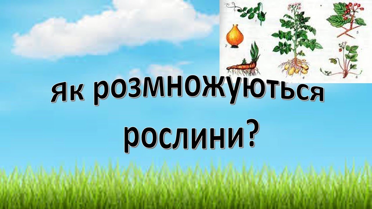Урок 54   