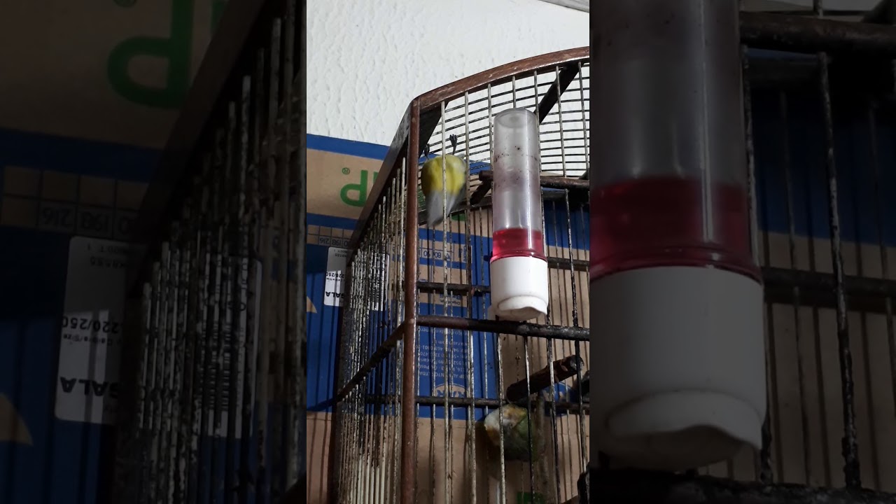 Sebite (papa capim) Macei&oacute; Alagoas (98879 7455)