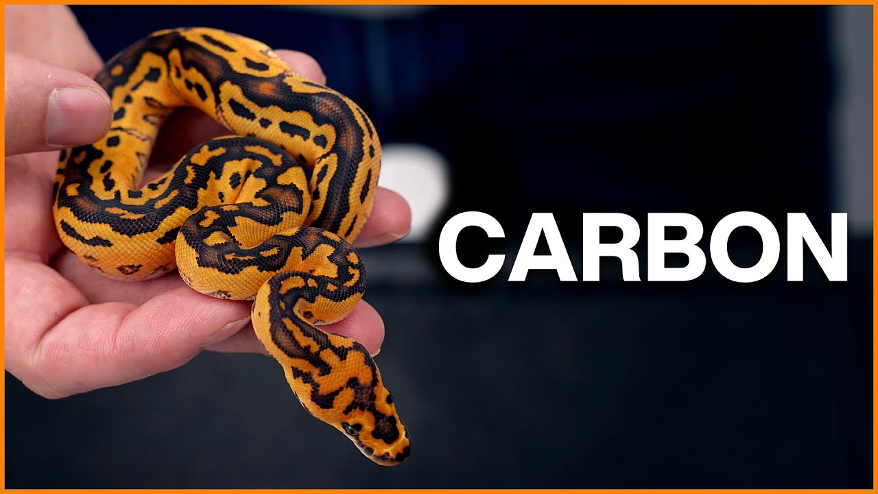 CARBON - New Ball Python Project!