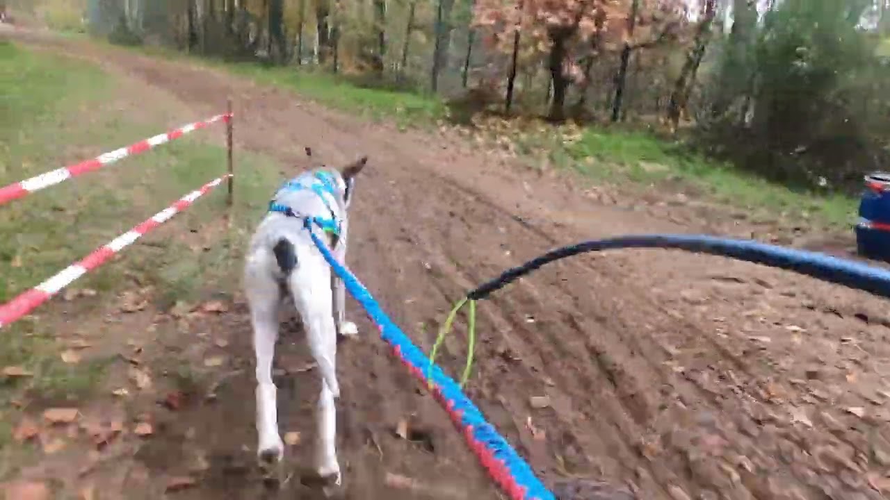 VDSV Deutsche Meisterschaft, Visbeck. Dogscooter 1, Tag 2