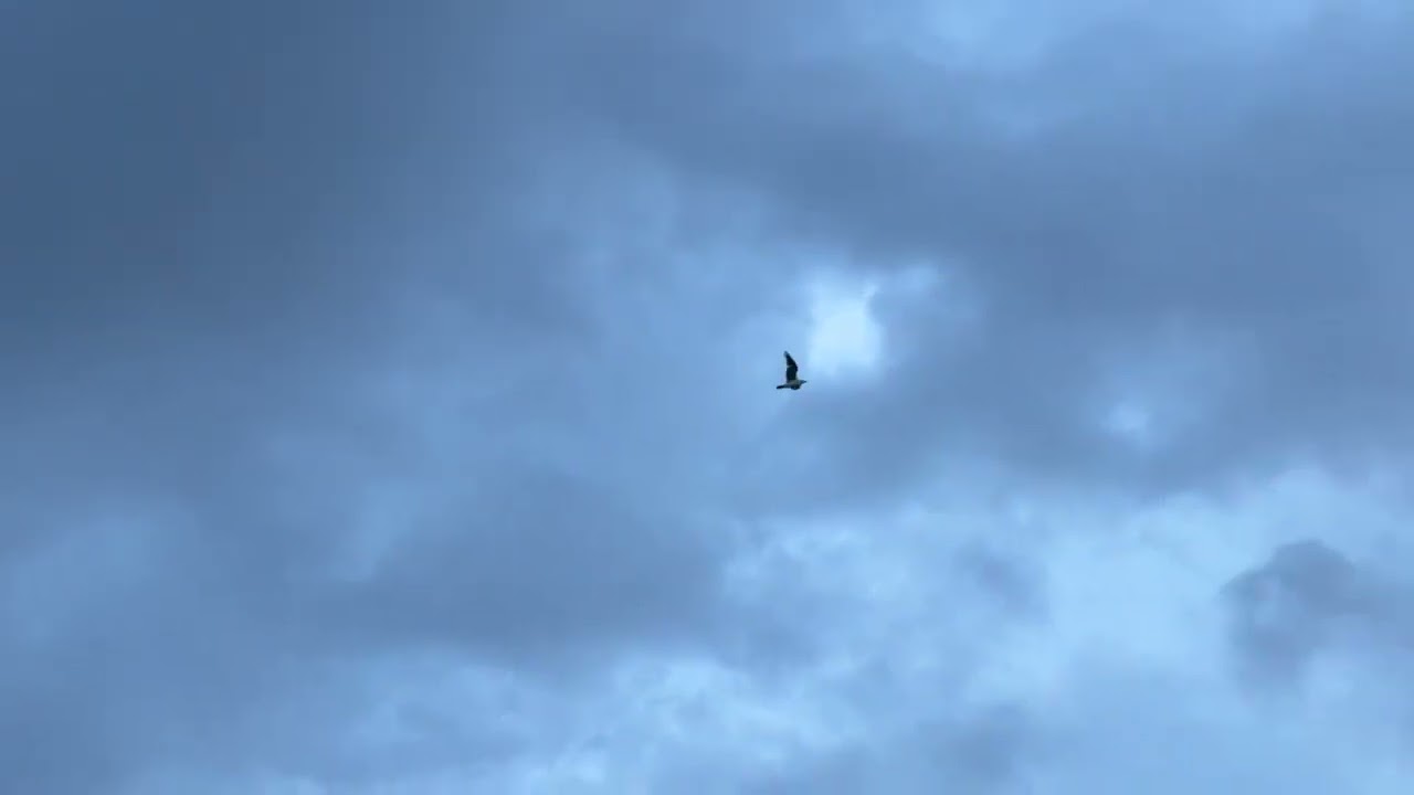 WHO SAID THE  BIRD IS FREE