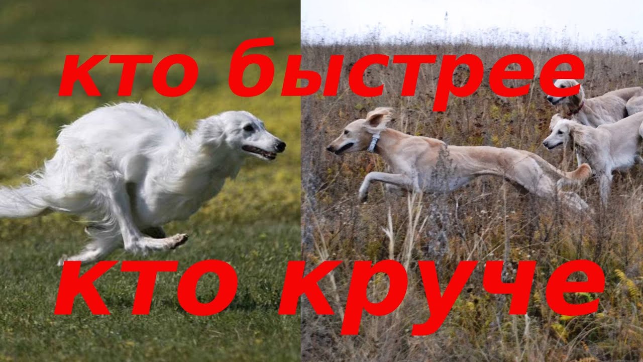 кто круче тазы или борзая?