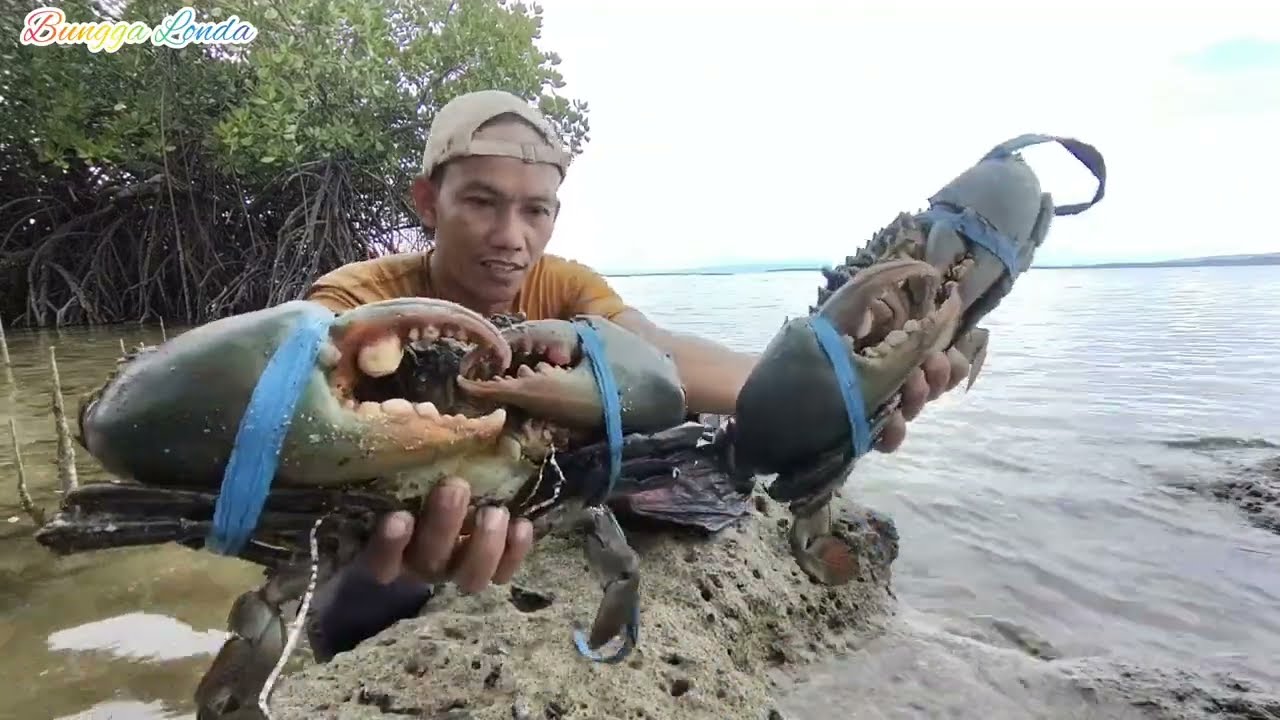 Menaklukan kepiting bakau raksasa di sarang ekstrim.