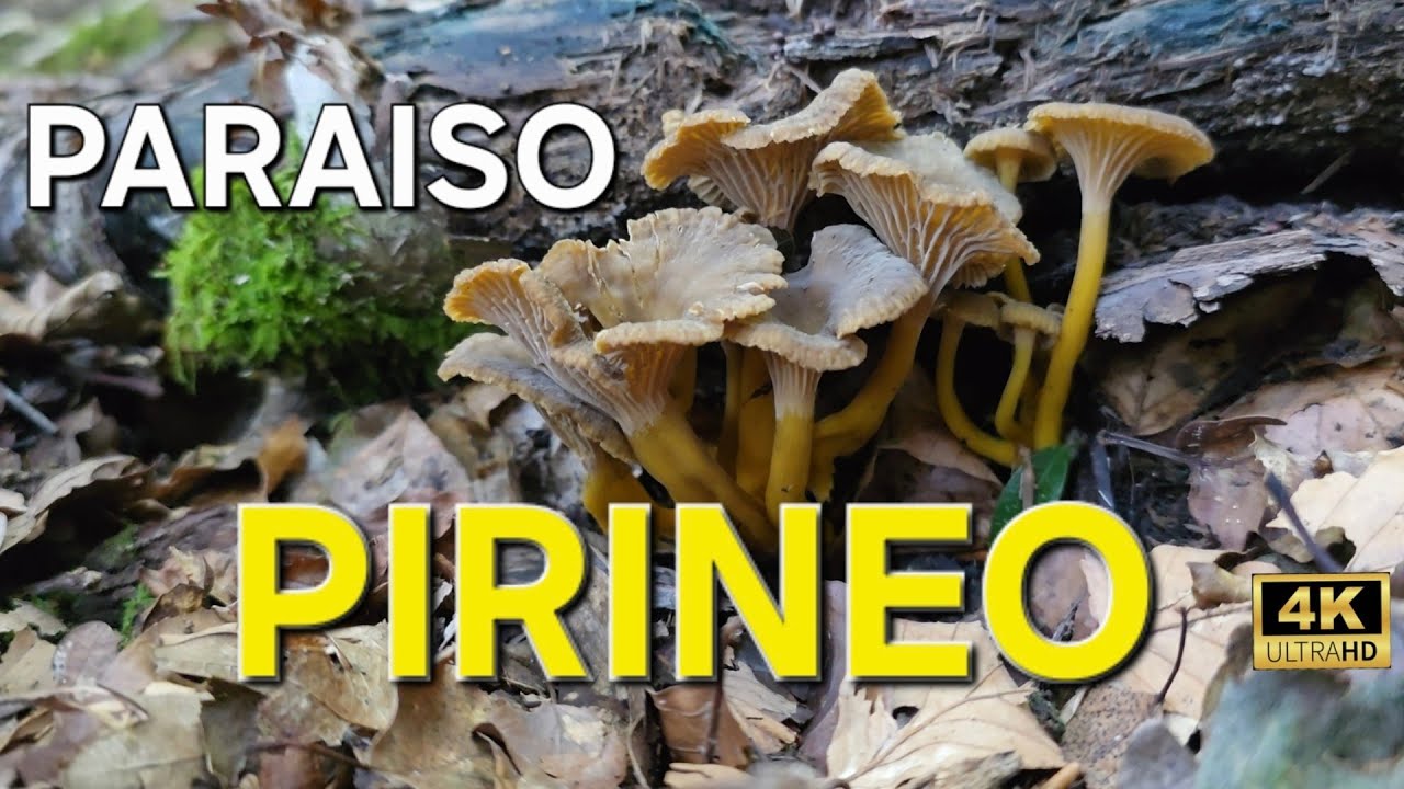 Explosión de Camagroc  PIRINEO  #mushroom #craterellus #hongos