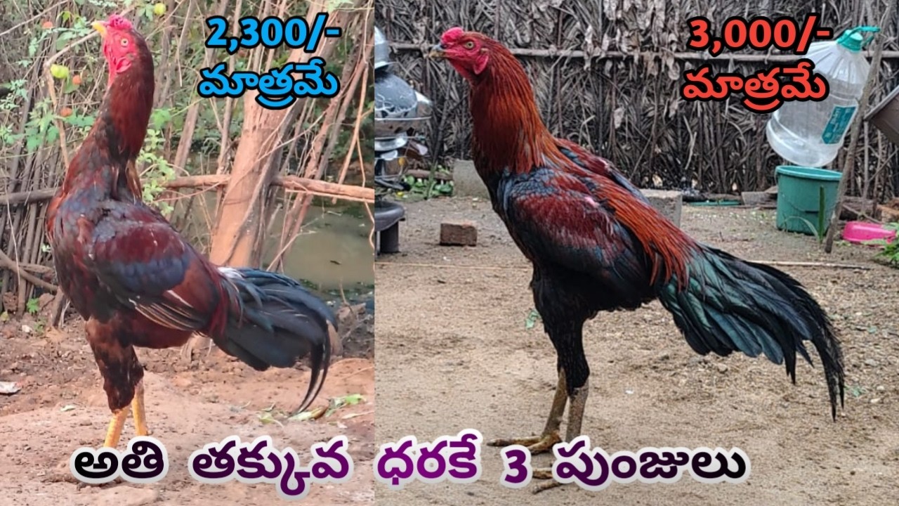 మంచి పనితనం గల 3 పుంజులు||9618492004||Reasonable Prices||Kodi Nemali, Dega Punjulu||#sravanifarms.!