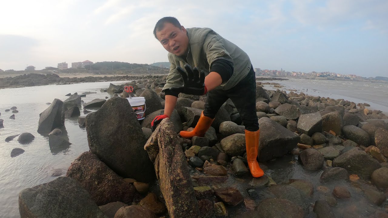 【兄弟趕海】大熊兄弟海邊趕海，石頭搬起來底下藏著大貨，這是抓過最大的一只