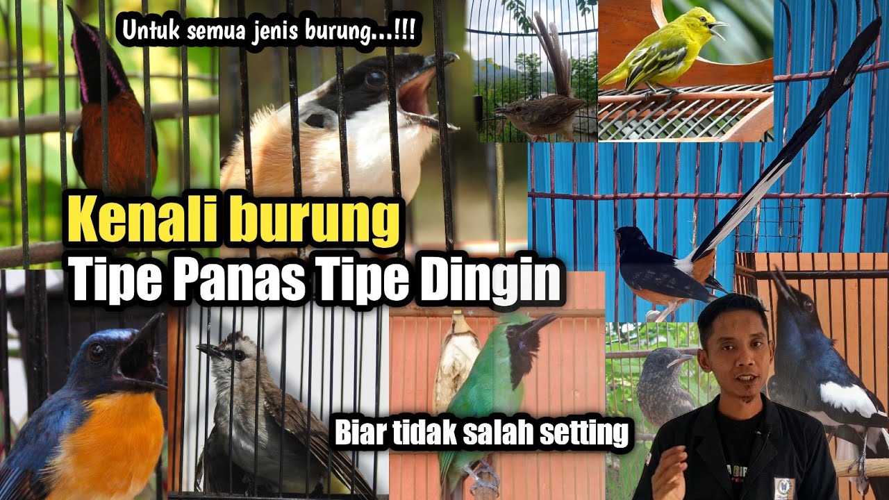 Kupas tuntas Tipe burung panas dan dingin||Untuk semua jenis burung
