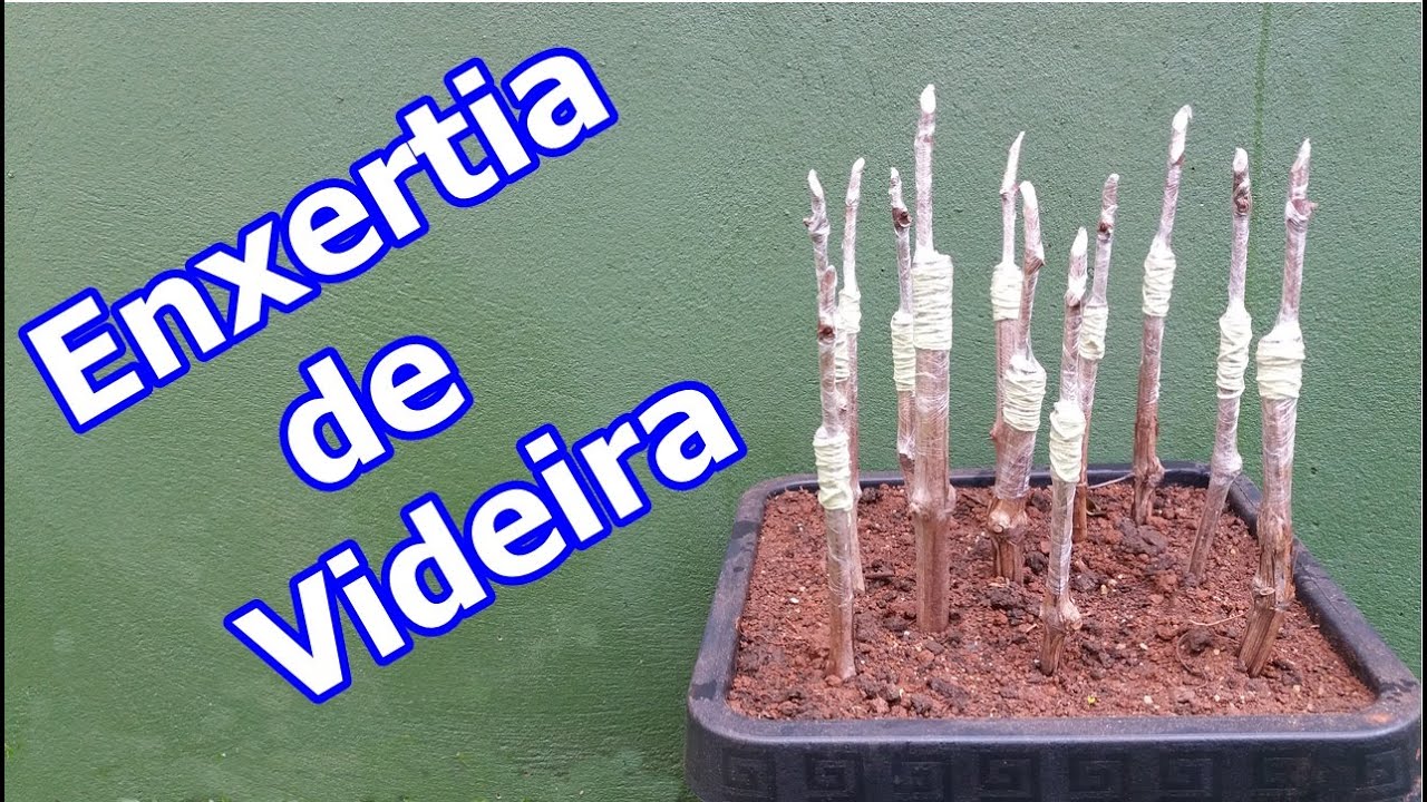 COMO FAZER ENXERTIA DE VIDEIRA #ENXERTIA DE UVA