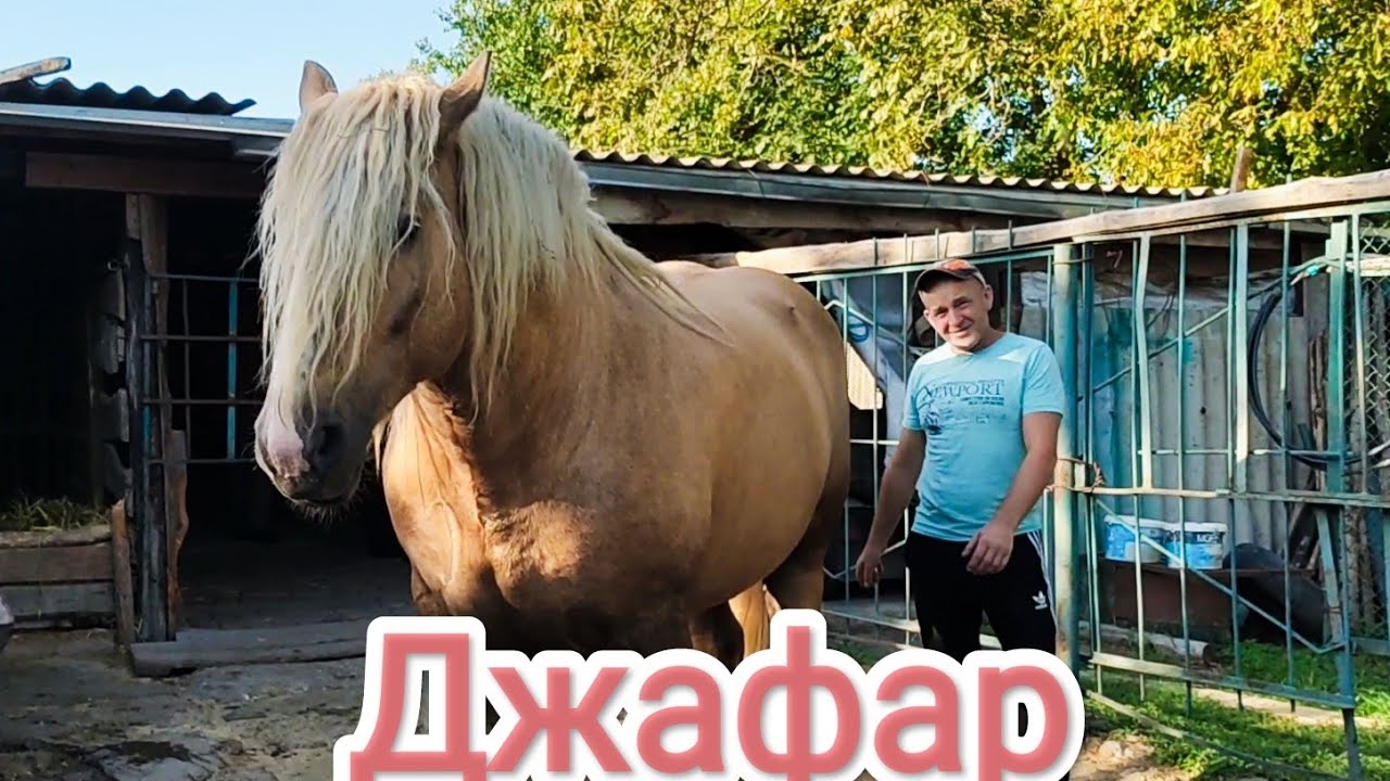 ‼️📸Київщина теж має неймовірні коні‼️ДЖАФАР син ФЛЕША💪та Брат ФАРАОНА🫣