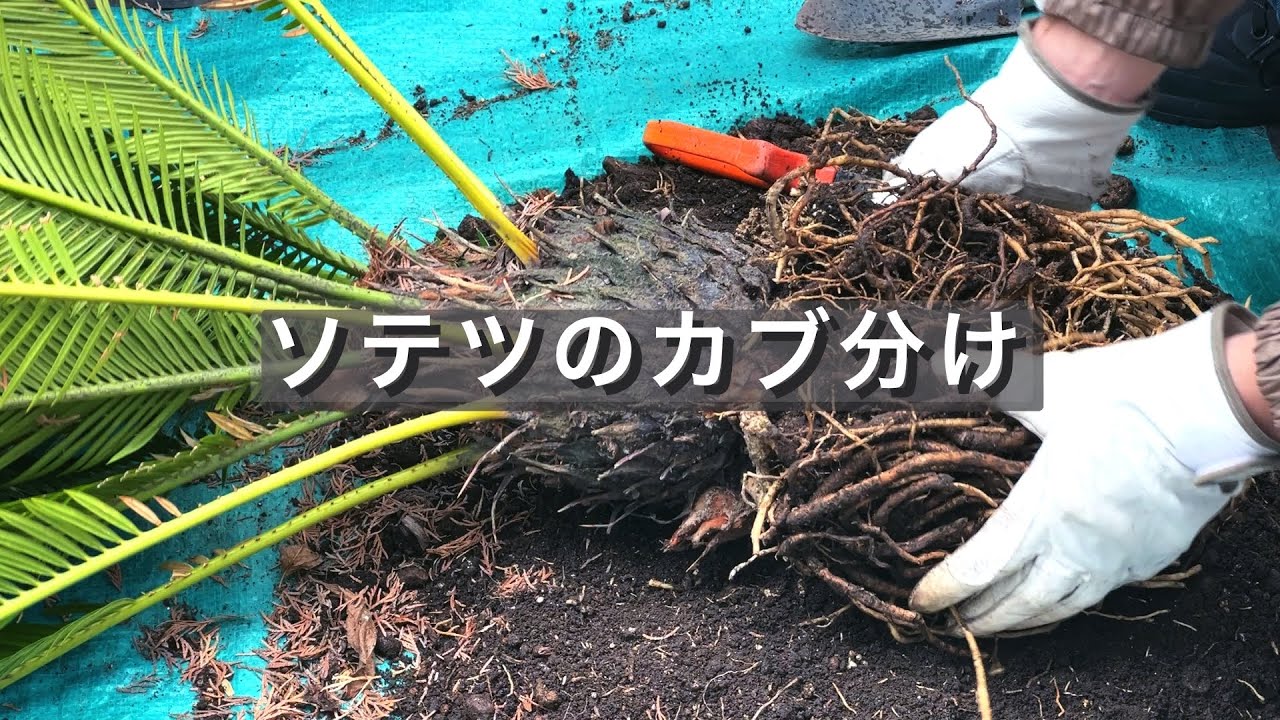 ソテツのカブ分け（ソテツ12号）