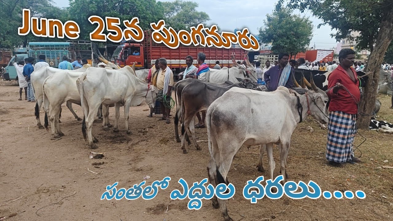 పుంగనూరు లో ప్రతి బుధవారం జరిగే ఎద్దుల సంత / June 25th 6AM to 12PM /