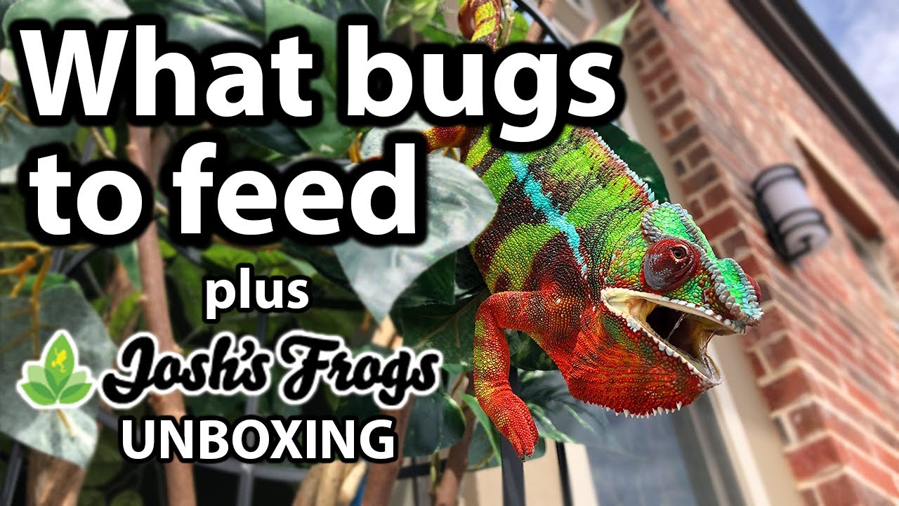 What bugs to feed a chameleon | Josh's Frogs unboxing