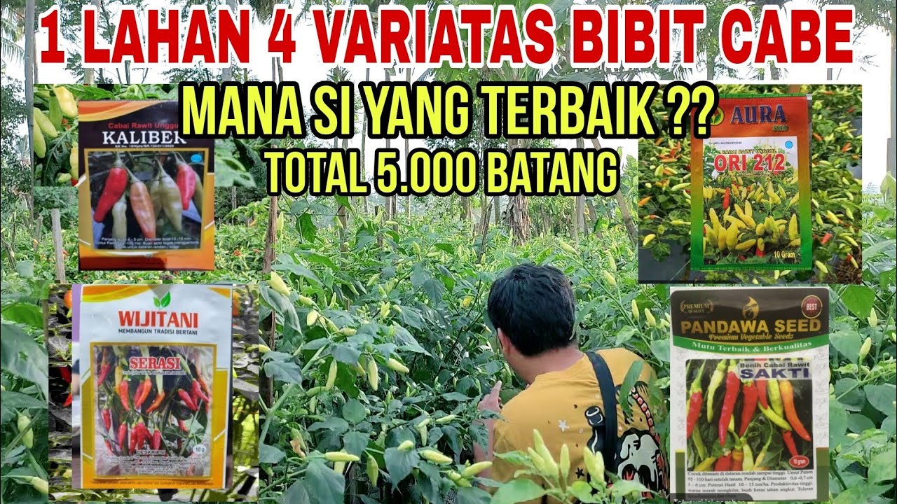4 Benih Cabe Potensi Hasil Paling Banyak