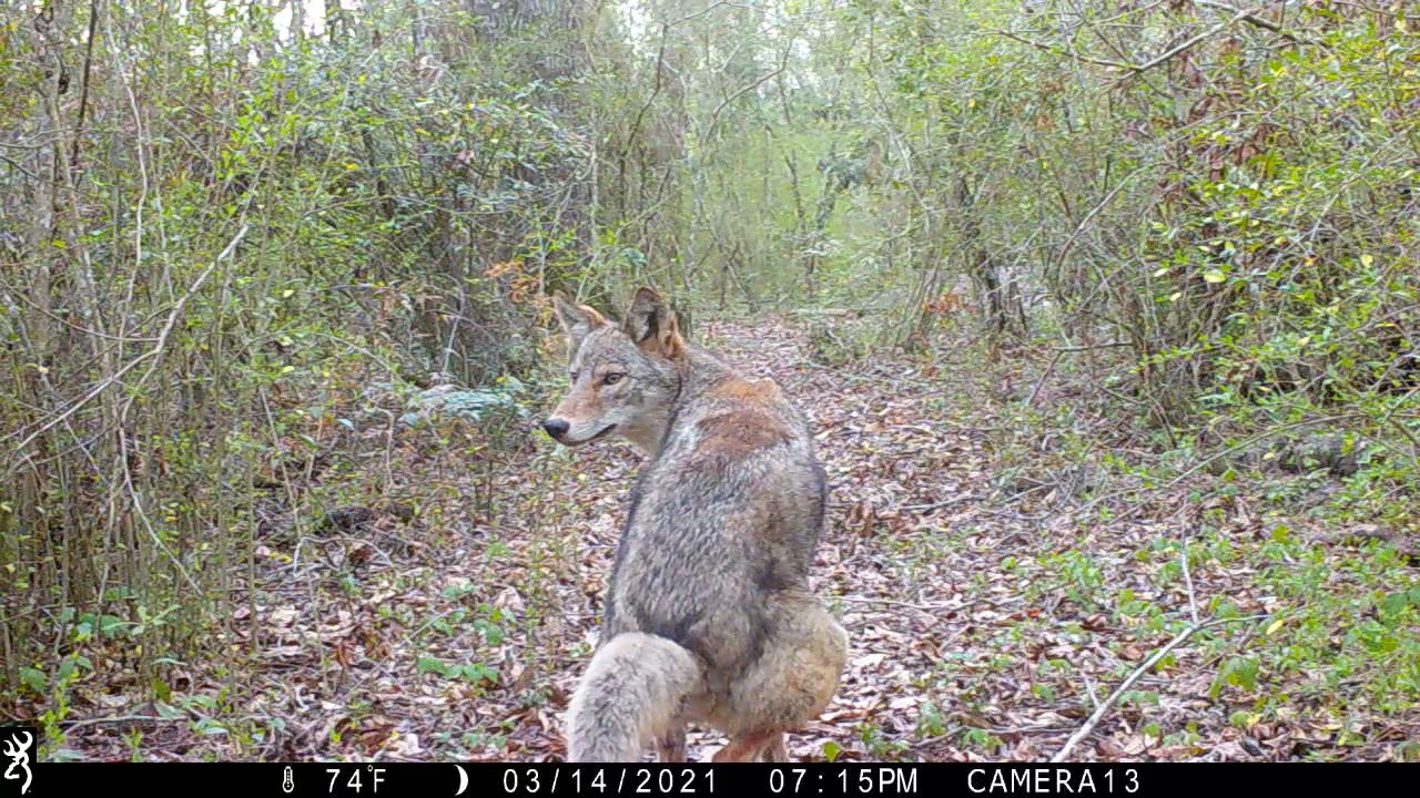 Backyard Trail Cam Video, BEST OF COMPILATION!!!