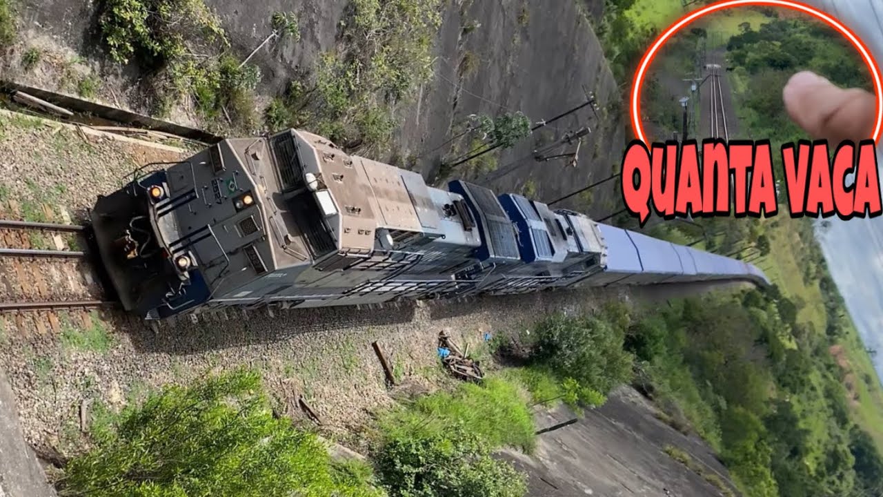 O trem está vindo e olha só a quantidade de vaca atravessando será que vai dar tempo dela sair 
