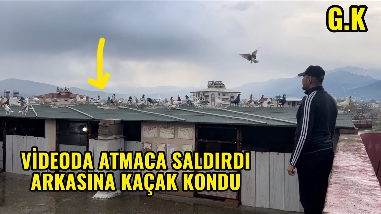 İKİ K&Uuml;MESİDE KADIRDIM 99 G&Uuml;VERCİN ATMACANIN GAZABI, KA&Ccedil;AK NASIL BİR VİDEO OLDU. #g&uuml;vercin 