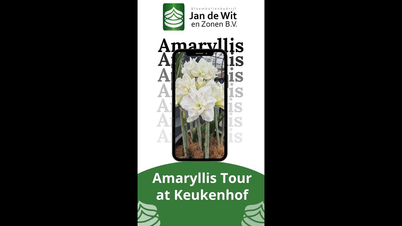 Amaryllis at Keukenhof
