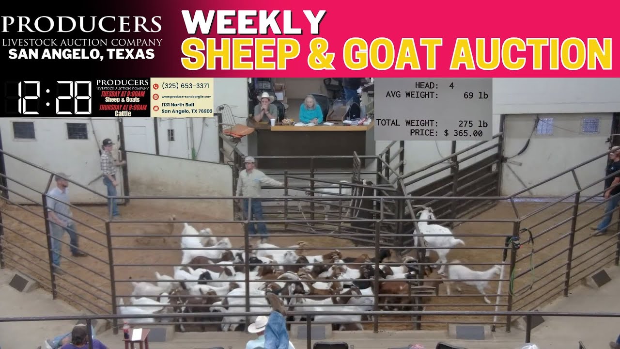 8/12/2025 - Sheep & Goat Auction - Producers Livestock Auction Company