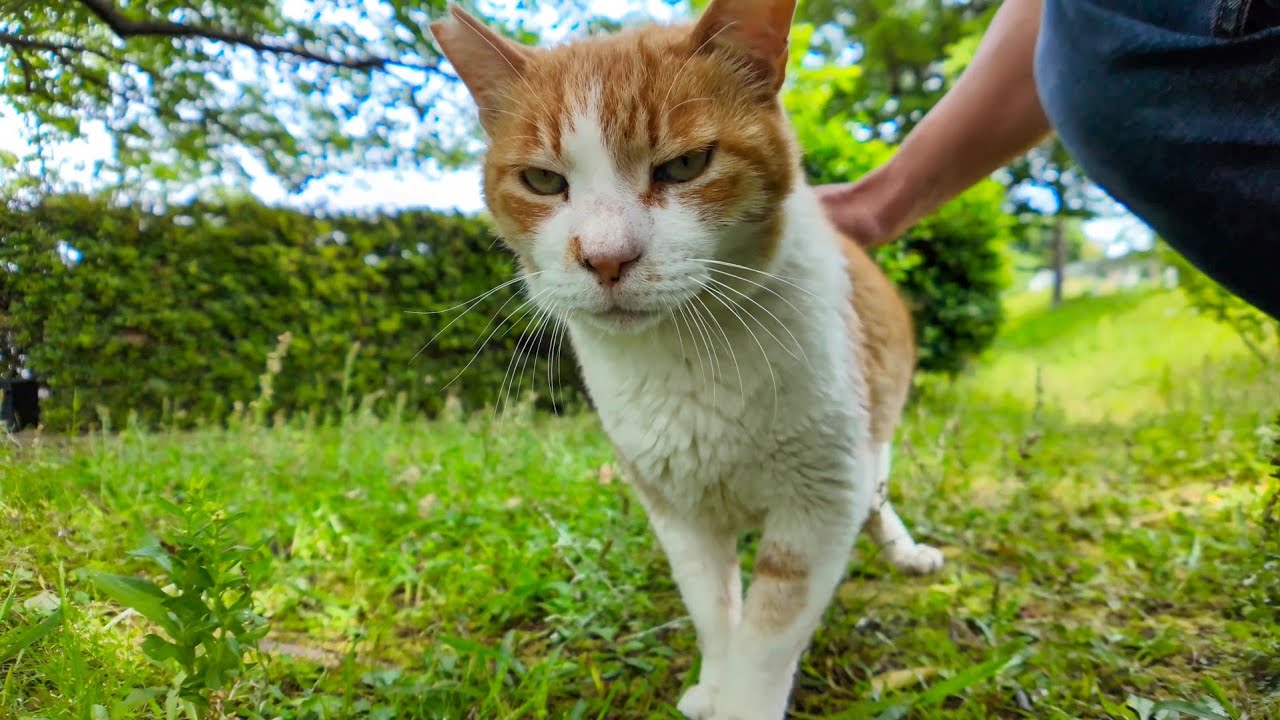 公園のよく喋る猫ちゃん、モフられに歩いてきた
