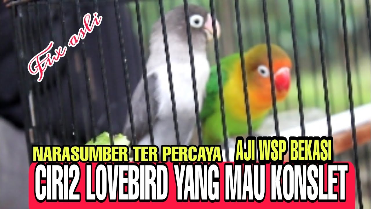 CIRI DAN TANDA LOVEBIRD MAU KONSLET ITU PARUH NYA SUDAH KLAMID2 @AJI WSP BEKASI