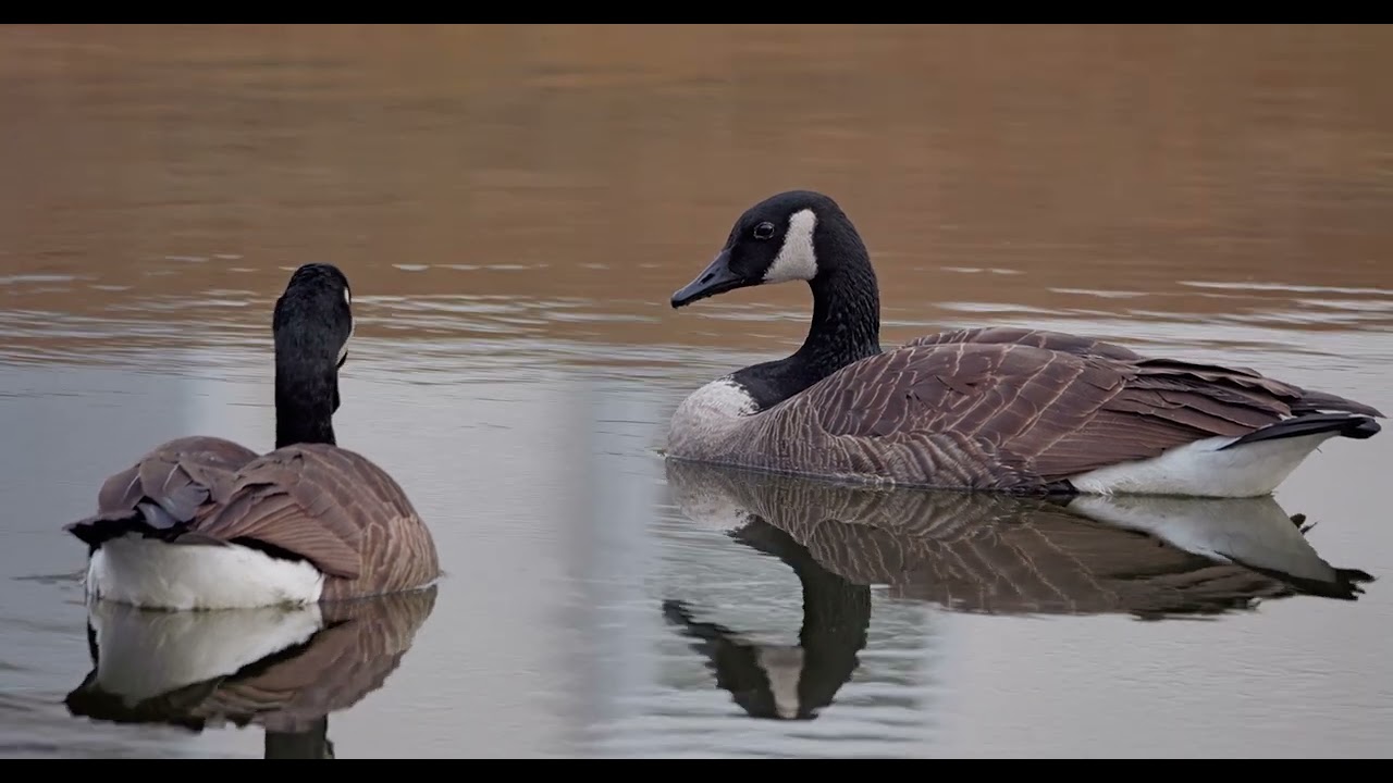 Canada Goose in the pond