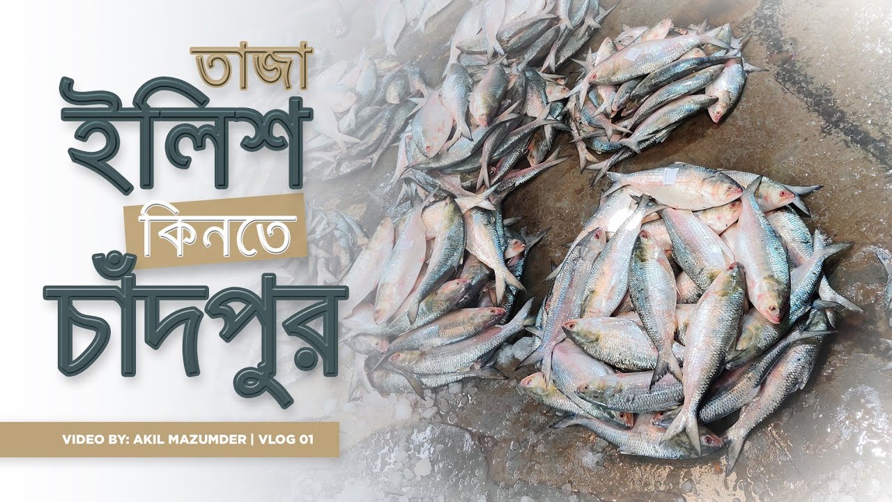 ইলিশ কিনতে চাঁদপুর | Chandpur Bike Tour | Road Beauty of Chandpur | FZS v3 | Ride With Akil Mazumder